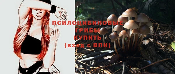 прущие грибы Богданович